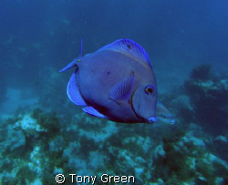 A Blue Tang on a Night Dive in Samana , Dominican Republic. by Tony Green 